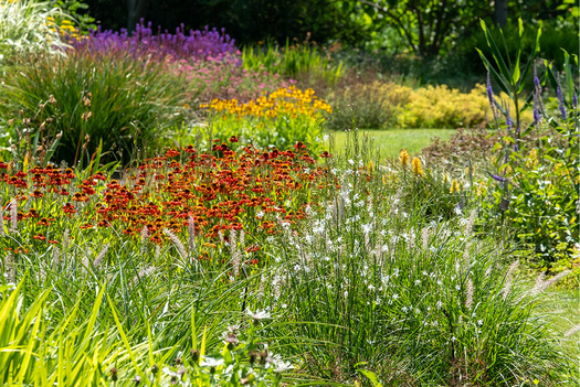 Alle biologische vaste planten