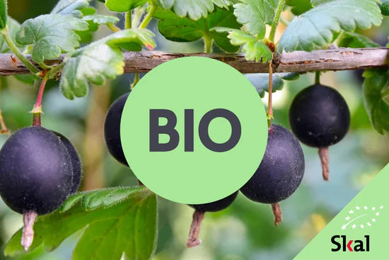 Bio fruitstruiken