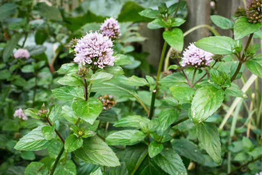 Biologische moestuinplanten