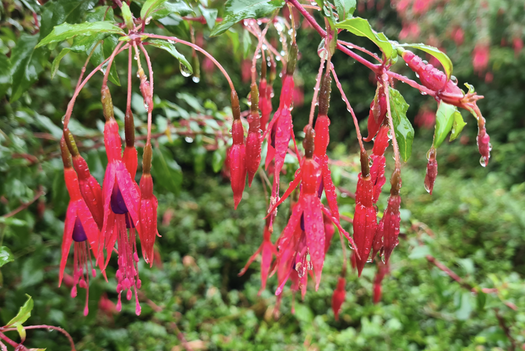 Bellenplant 'Fuchsia'