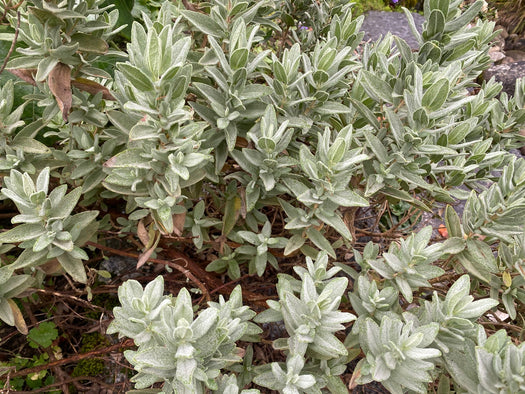 Alle Wolfsmelk 'Euphorbia' planten