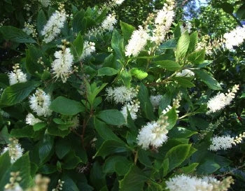 Schijnels 'Clethra'