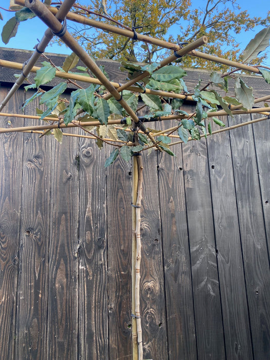 Dakbomen wintergroen