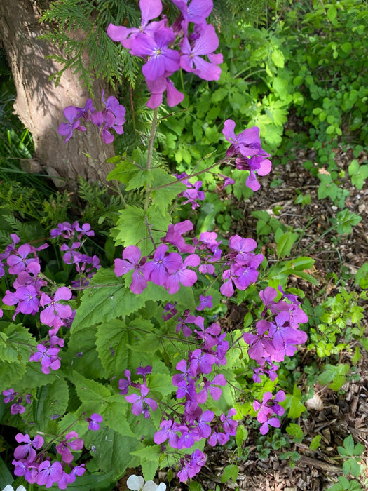 Damastbloem - Hesperis matronalis