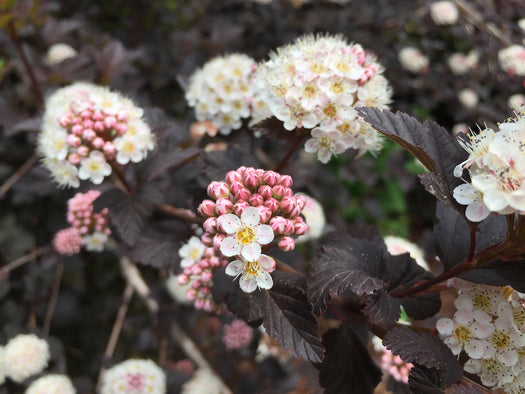 Blaasspirea - Physocarpus opulifolius