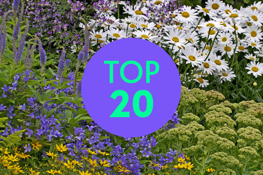 Inheems top 20