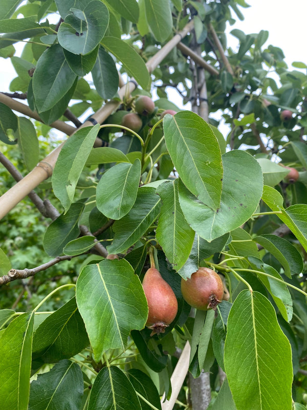 Leifruitbomen