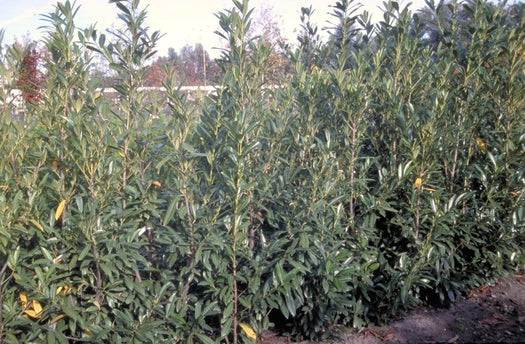 Alle wintergroene haagplanten