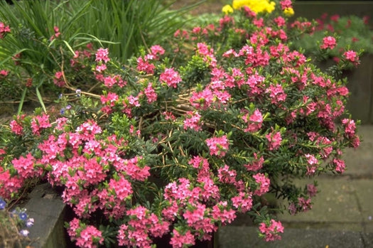 Vroegbloeiende tuinplanten