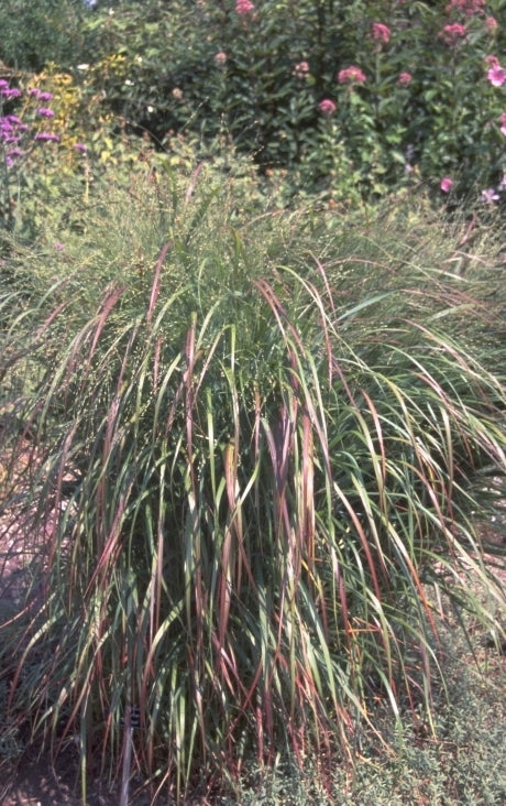 Halfhoge borderplanten