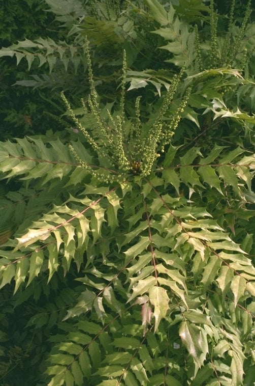 Mahoniestruik 'Mahonia bealei'