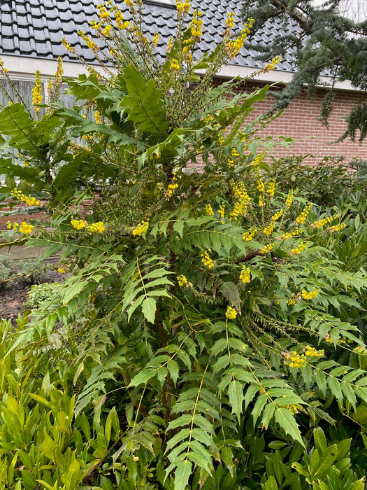 Mahoniestruik 'Mahonia bealei'