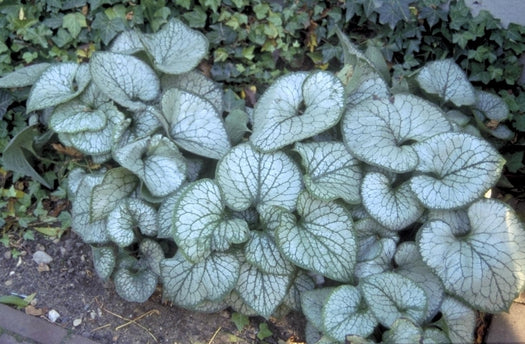 Tuinplanten met grijze kleuren