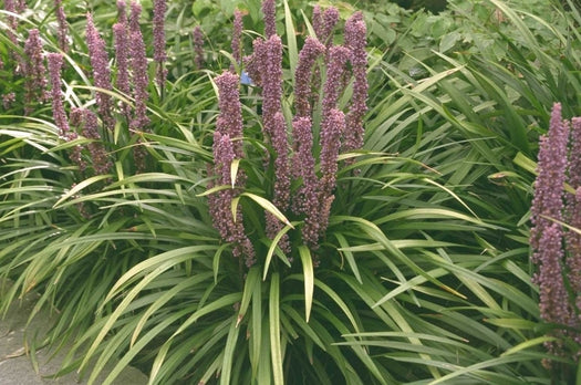 Alle planten geschikt voor zandgrond