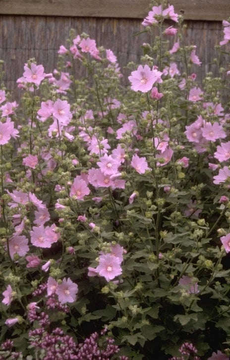 Struikmalva 'Lavatera'