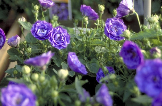 Karpatenklokje Campanula carpatica