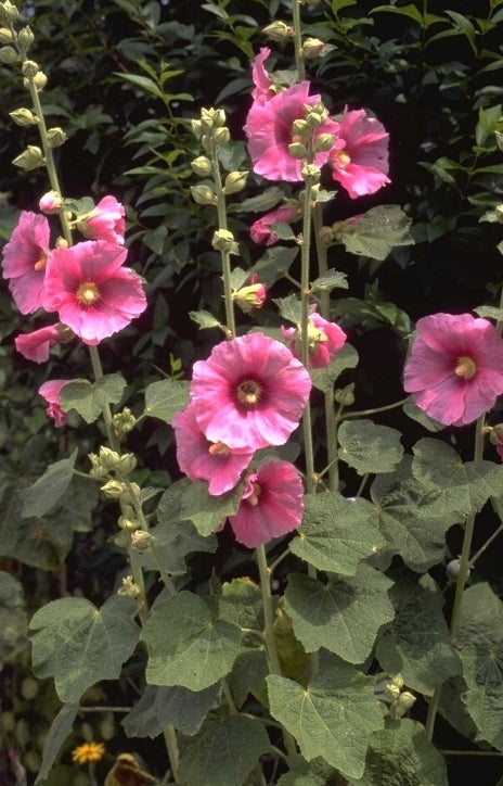 Stokroos 'Alcea'