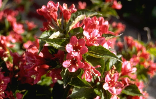 Planten voor halfschaduw buiten