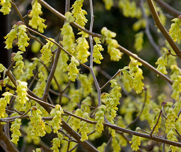 Schijnhazelaar 'Corylopsis'