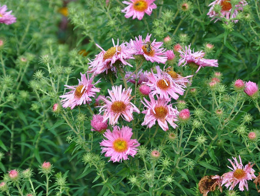 Alle planten geschikt voor kleigrond