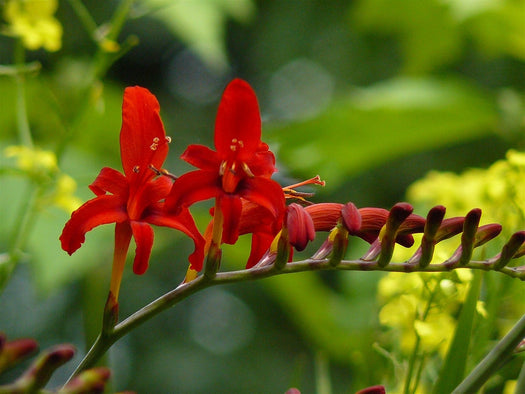 Montbretia 'Crocosmia'