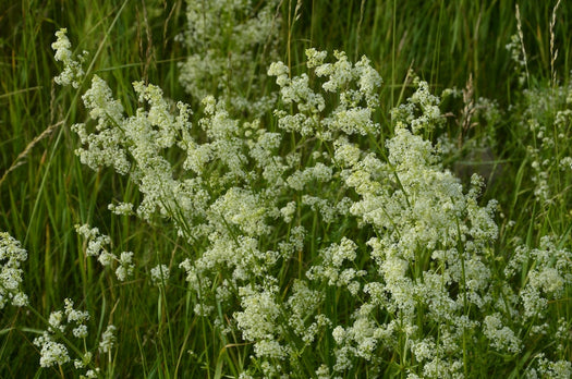 Walstro - 'Galium'