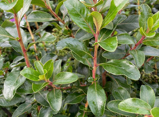 Escallonia 'Escallonia'