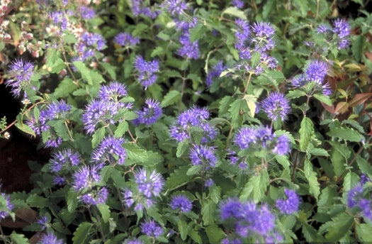 Blauwbaard / Baardbloem 'Caryopteris'