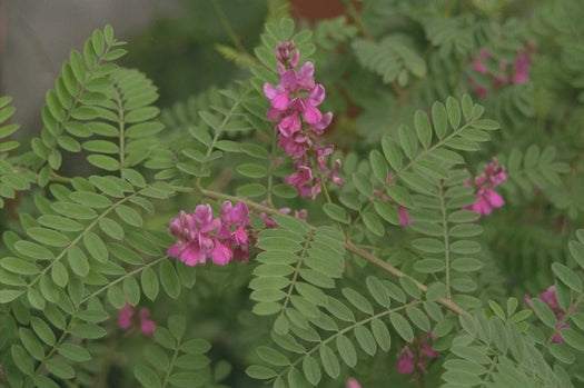 Indigoplant 'Indigofera'