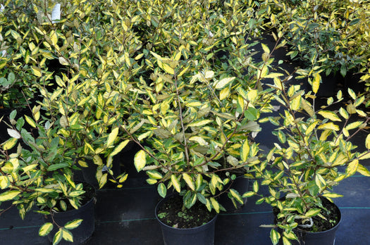 Olijfwilg 'Elaeagnus ebbingei'