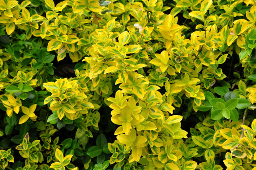 Kardinaalsmuts 'Euonymus'