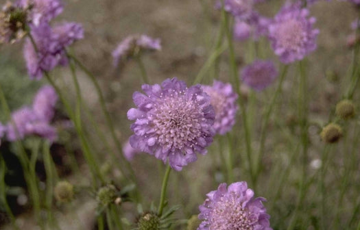 Alle planten geschikt voor een vochtige grond