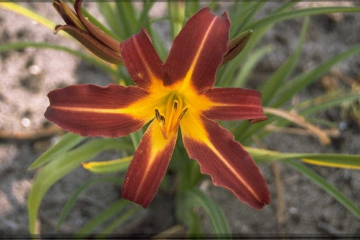 Meerkleurige tuinplanten