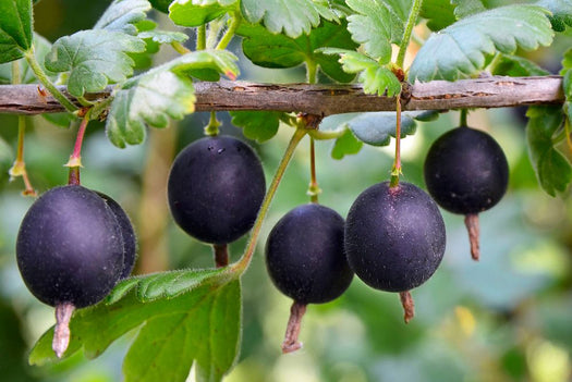 rode-, witte- en zwarte bessen struiken op stam