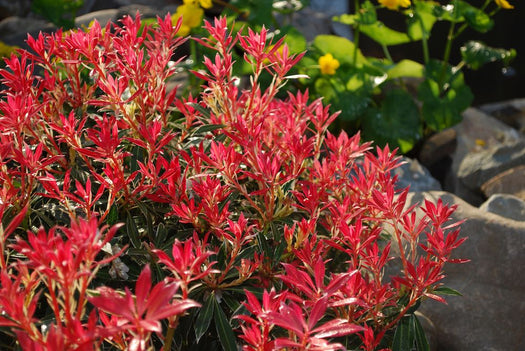 Rotsheide 'Pieris'