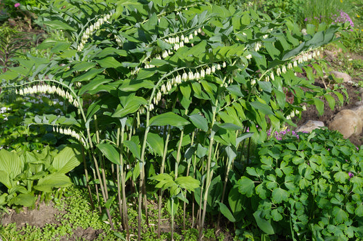 Salomonszegel 'Polygonatum'