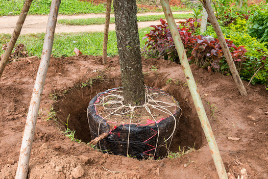 Bemesting en accessoires voor bomen