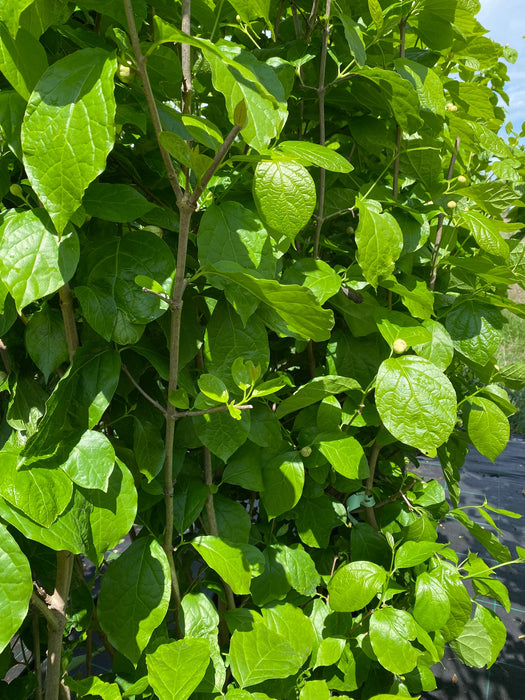 Specerijstruik 'Calycanthus'