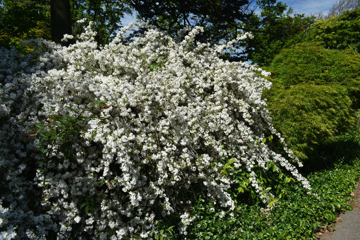 Bruidsbloem 'Deutzia'