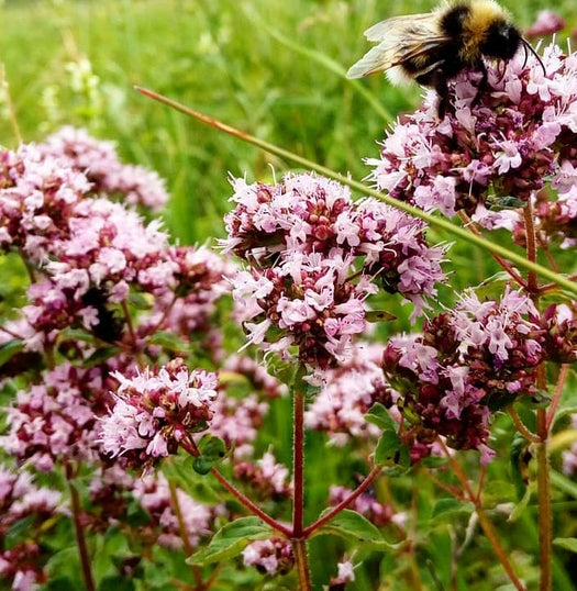 Marjolein 'Origanum'