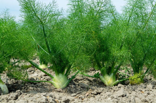 Venkel 'Foeniculum'