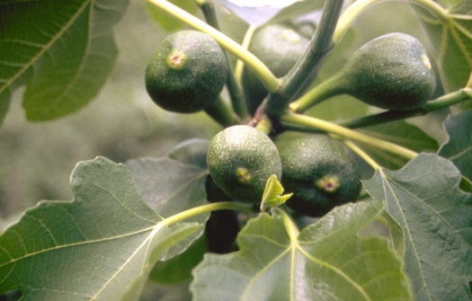Vijg, Vijgenstruik en Vijgenboom 'Ficus' informatie