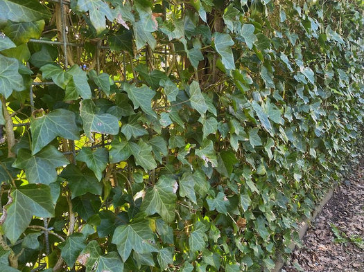 Wintergroene kant en klaar hagen