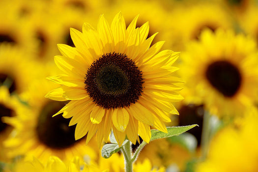 Zonnebloem 'Helianthus'