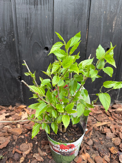 Biologische Moerbei boompje - Morus Mulle 'Mojoberry'