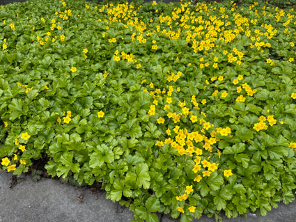 Biologisch Goudaardbei (Wintergroen) - Waldsteinia ternata