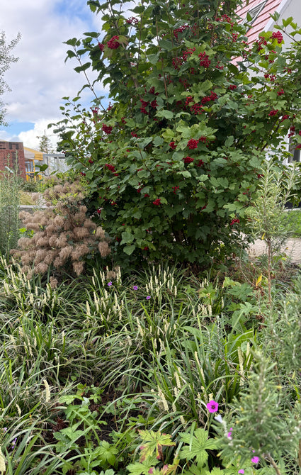 Gelderse Roos - Viburnum Opulus