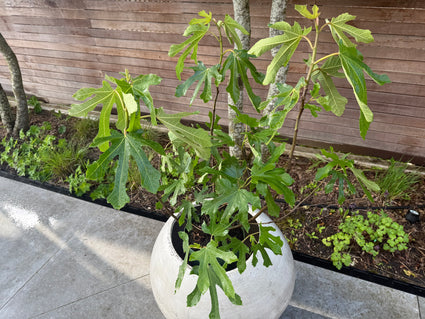Biologisch Vijgenstruik - Ficus Little Miss Figgy