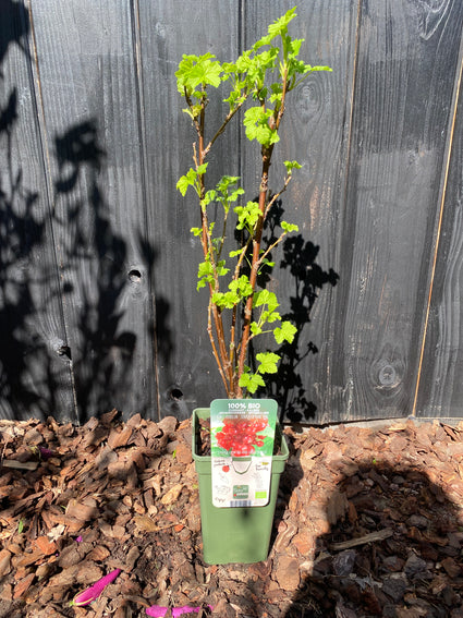 Biologisch Rode Bes / Aalbes - Ribes rubrum 'Jonkheer van Tets'