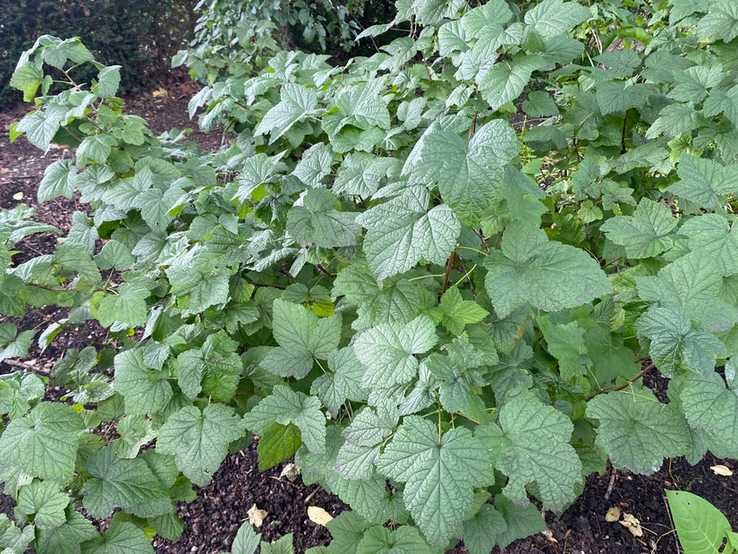 Zwarte bes - Ribes nigrum 'Titania' Zwarte bes - Ribes nigrum 'Titania'